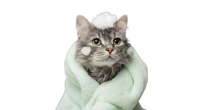 a fluffy grey tabby cat wrapped in a mint green towel, with suds on its head, looking at the camera with yellow eyes.