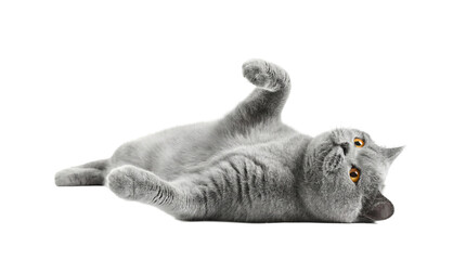 playful british shorthair cat with orange eyes lying on its back, isolated on a transparent background with a cut-out effect, studio portrait. © Irene