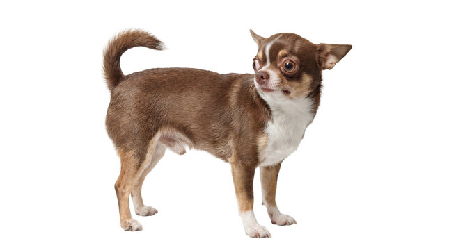 High-resolution image of a small brown and white Chihuahua standing alert with large eyes and erect ears, isolated on a transparent background.