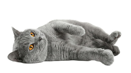 charming british shorthair cat with bright orange eyes lying on its back, looking curiously at the camera with a soft, grey fur coat on a transparent background. © Nadine