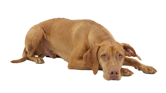 a sad vizsla dog lying on the floor with a transparent background.
