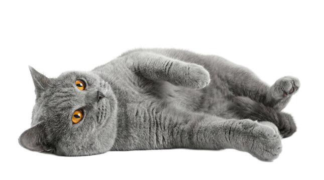 charming british shorthair cat with bright orange eyes lying on its back, looking curiously at the camera with a soft, grey fur coat on a transparent background.