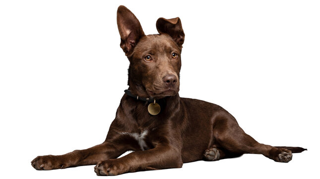 a medium-sized brown mixed-breed dog with floppy ears, wearing a black collar with a gold tag, lies down attentively on a transparent background, looking slightly to the right with alert eyes.