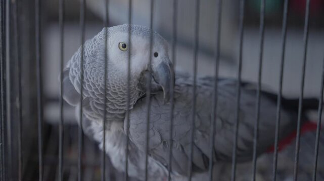 Close up of grey parrot behind cage bars