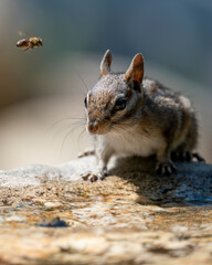 California chipmunk on a rock drinking water with a honey bee passing by