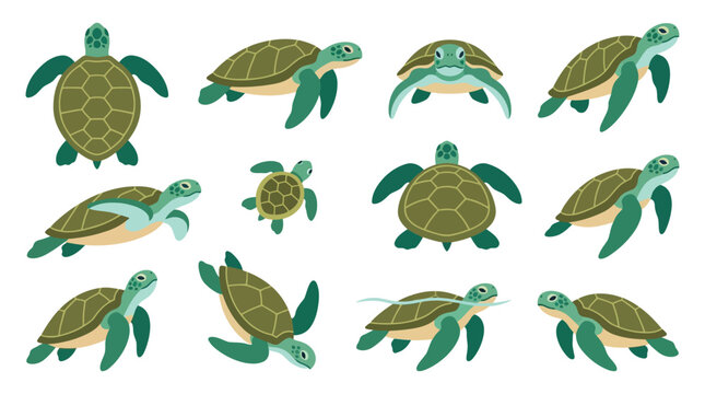 A collection of illustrations depicting sea turtles in various poses and from different angles, showcasing their shells and flippers.
