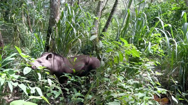 South American Tapir Foraging in the Lush Jungle of Los Yungas, Bolivia