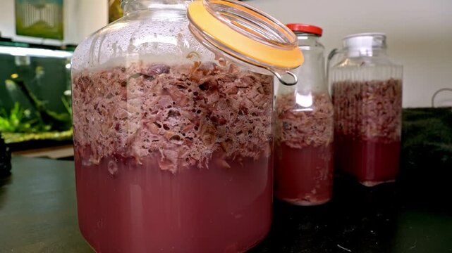 Active alcoholic fermentation process of homemade red wine. The mixture of grape pomace and must is bubbling inside large glass jars
