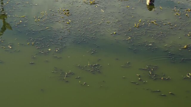 Tiny water striders creating ripples as they glide and skip across the calm, green surface of a freshwater pond full of algae