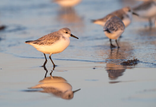 Sanderlings ( feeding in the sunset ocean, Galveston, Texas