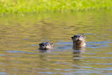 Mating behavior of North American river otters (Lontra canadensis) , swimming together. Galveston, Texas.