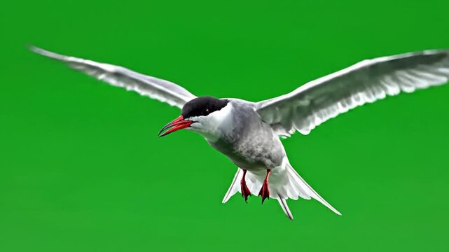 A common tern bird with a black cap and red beak flying with wings spread against a vibrant green background.