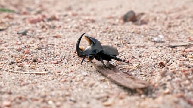 Closeup of a large, black rhinoceros beetle crawling on the sandy soil. The insect moves across the frame, showcasing its horned head