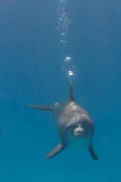 Cute bottlenose dolphin swimming in clear water with bubbles