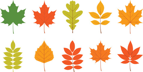 Fototapeta premium Autumn Fall Leaves Vector Collection with Maple Oak and Seasonal Foliage Icons in Warm Orange Yellow and Green Colors for Nature Design