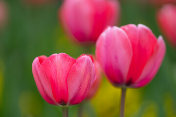 Obraz premium Tulips growing in a field. Delicate tulip petals. Tulips with soft light. Seasonal spring tulip flowers. Garden tulips in springtime. Tulips in nature. Vibrant tulip colors.