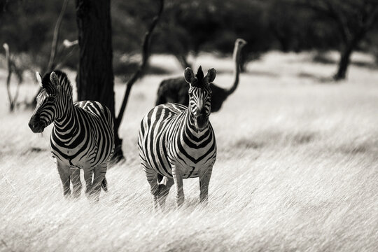 Z&egrave;bres et autruche dans la savane