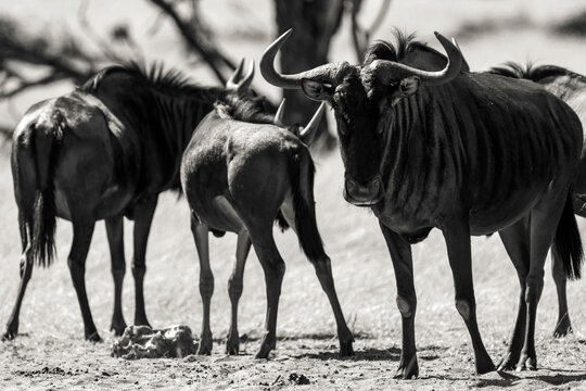 Troupeau de gnous dans la savane en Namibie