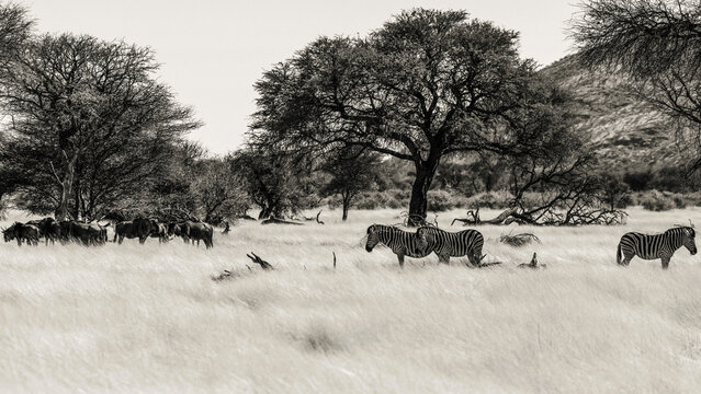 Z&egrave;bres et gnous dans la savane en Namibie