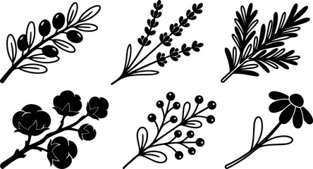 Plakat Flat design black botanical silhouette close up set with olive lavender rosemary cotton berry and chamomile sprigs on white background