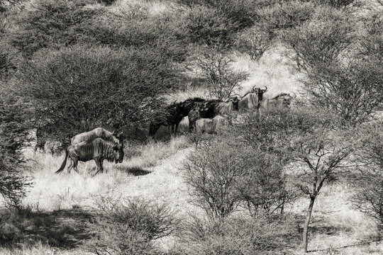 Troupeau de gnous dans la savane en Namibie