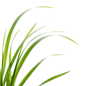 Fresh green grass blades with natural light isolated on white background, spring growth, nature element