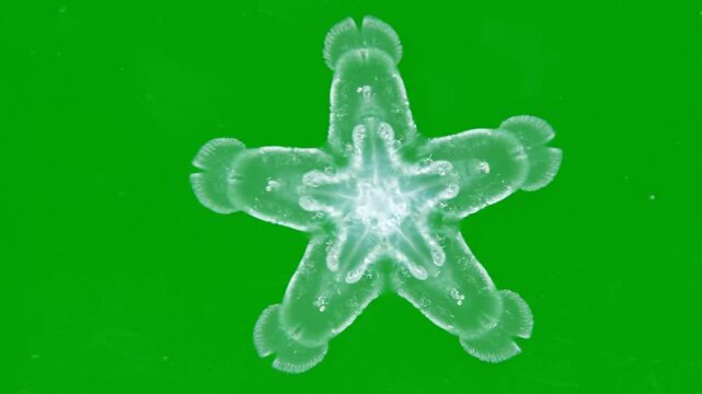 Translucent star-shaped marine organism with five lobes against a vibrant green background, showcasing delicate biological structure.