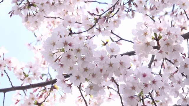 満開の桜の花びらと青空 4K  ソメイヨシノとフレア