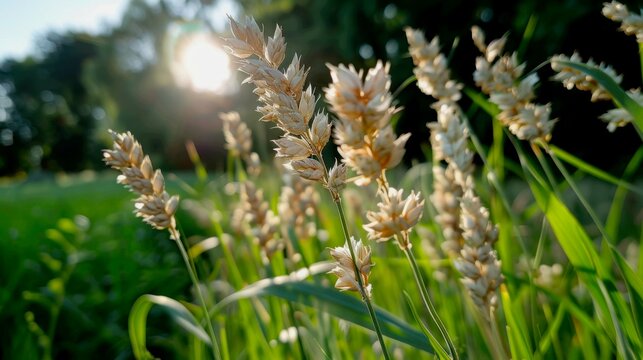 a ripe oat panicle in a field