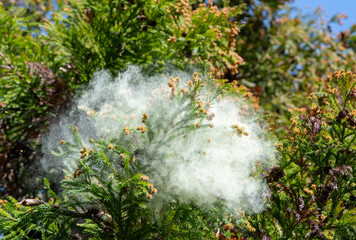 Naklejka premium 杉花粉 杉 花粉