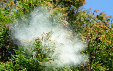 杉花粉　杉　花粉