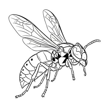 Detailed Black and White Line Drawing of a Flying Wasp in Mid Air