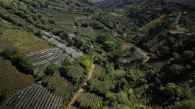 Aerial of hillside crops on sunny day near Sarchi Costa Rica in Poas Volcanic region