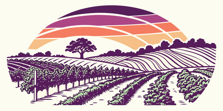 A vineyard landscape at sunset with rows of grapevines Vector