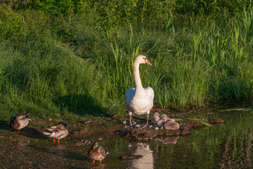 Mute swan (Cygnus olor) with chicks on the shore of Gorodishchenskoe Lake in the Izborsko-Malskaya Valley on a sunny summer morning, Izborsk, Pechersk district, Pskov region, Russia