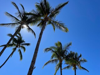 Obraz premium palm trees against blue sky