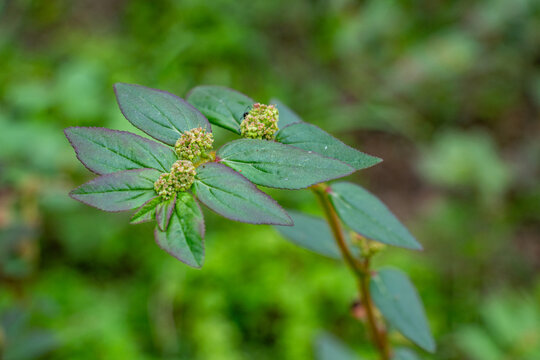 Asthma Plant or Euphorbia hirta a common tropical medicinal weed