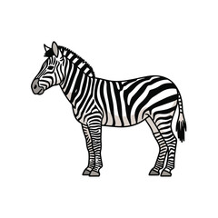 Obraz premium Zebra Standing Profile View Black and White Stripes