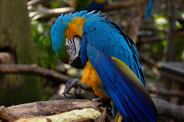 Obraz premium Guacamaya Azul