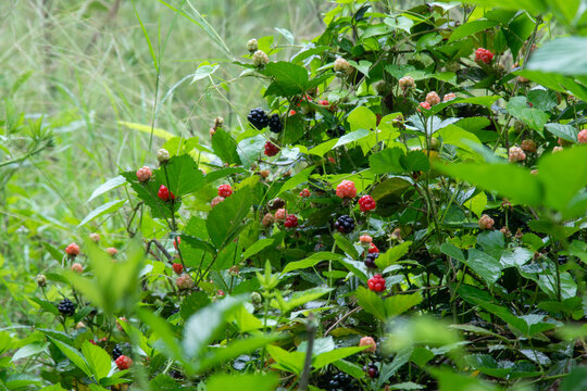 Wild blackberry or Rubus fruticosus aggregate berries Edible fruits