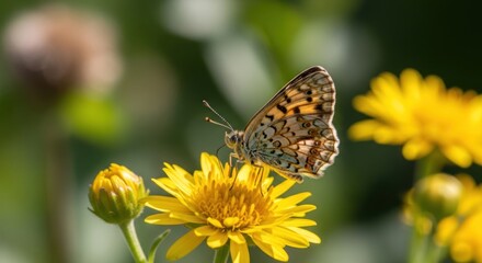 A delicate butterfly with intricate patterns on its wings, perched on a vibrant yellow daisy in a lush garden setting.