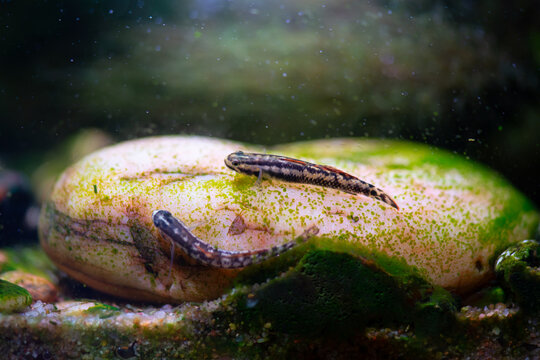 A pair of golden dwarf gobies (Stiphodon aureofuscus) resting on a stone in a freshwater