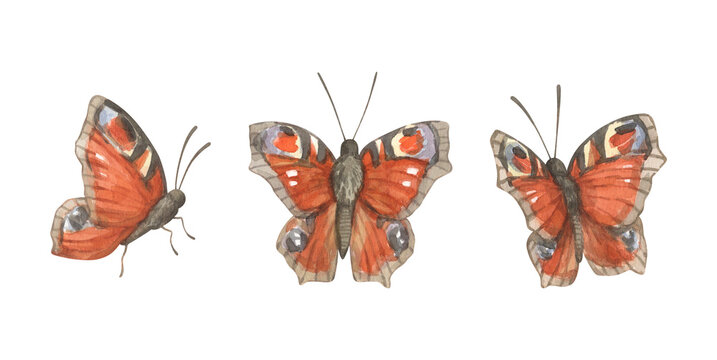 A set of watercolor illustrations featuring peacock butterflies. Butterflies from various species. Summer-themed illustration.