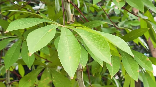 Close-up of vibrant green cassava leaves and tiny white flowers swaying in a tropical breeze. Lush natural garden background.