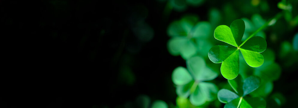 Shamrock clover leaf symbolizing luck and Irish tradition for St Patrick&rsquo;s Day. Natural green background ideal for seasonal design, branding and creative projects.