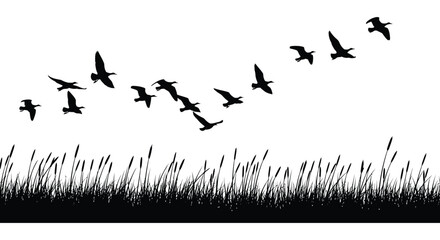 A flock of birds in flight over tall grass presented as a striking silhouette high quality professional detailed © nhpvect02