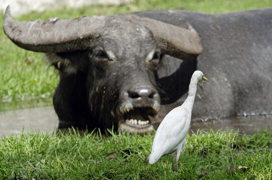 H&eacute;ron garde-b&oelig;ufs pos&eacute; devant un buffle f&acirc;ch&eacute;