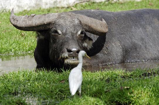 H&eacute;ron garde-b&oelig;ufs pos&eacute; devant un buffle f&acirc;ch&eacute;