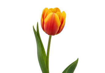 Single orange and yellow tulip flower isolated on transparent background