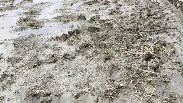 Wet Muddy Ground Texture with Footprints